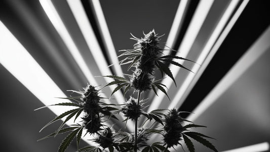 DeFloria Gains FDA Clearance for Phase 2 Clinical Trial of AJA001, an Oral Cannabinoid Drug for Autism